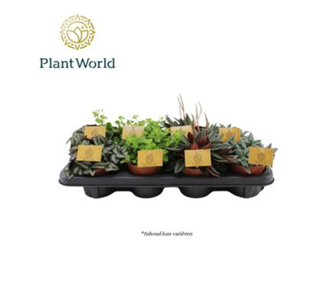 PLANTES VERTES VARIEES