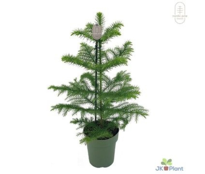 ARAUCARIA HETEROPHYLLA