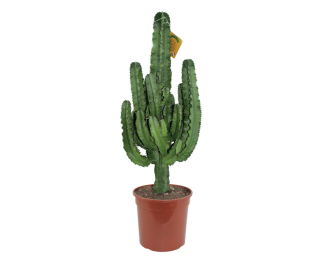 EUPHORBIA ERITREA