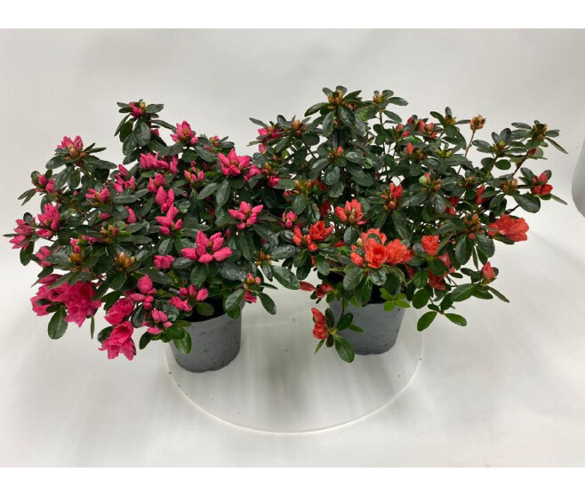 AZALEE JAPONAISE 25CM