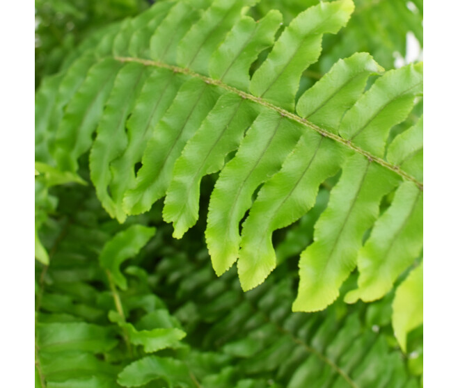 NEPHROLEPIS SUSP