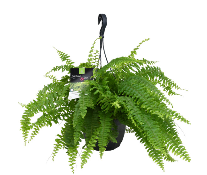NEPHROLEPIS SUSP