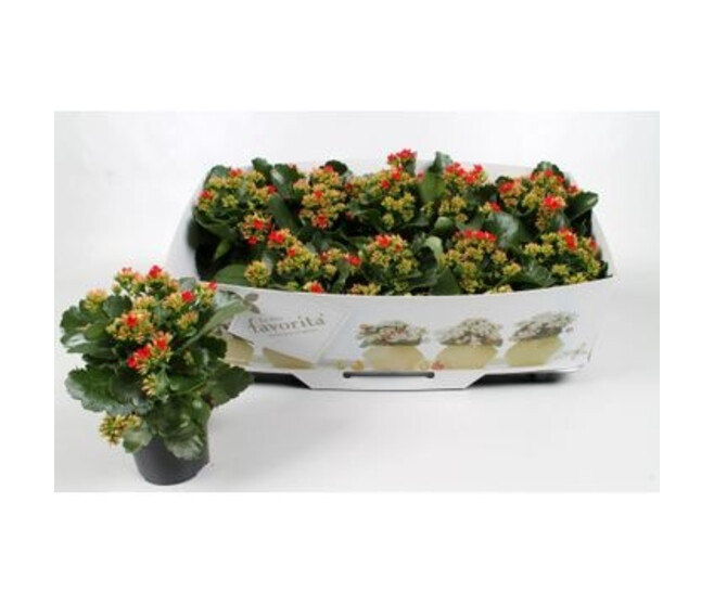 KALANCHOE ROUGE