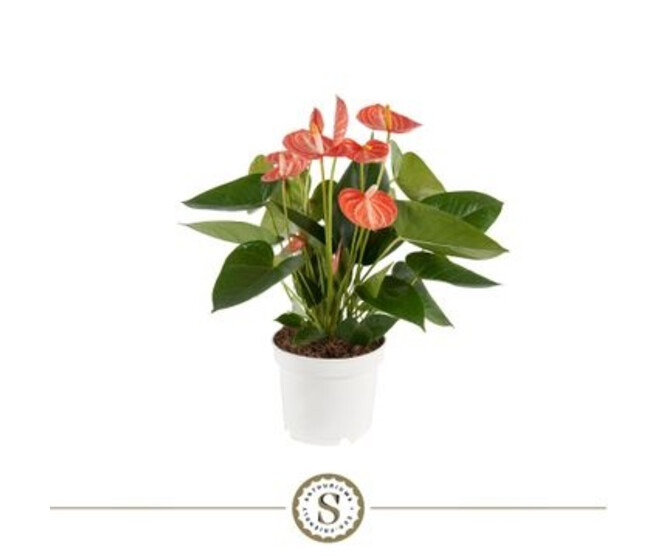 ANTHURIUM ANDREANUM ORANGE