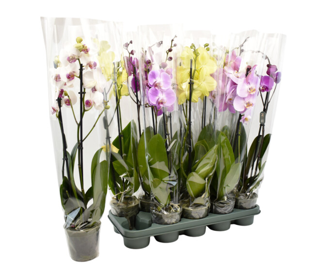 PHALAENOPSIS 2BR EXTRA 16FL+