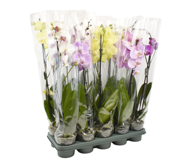PHALAENOPSIS 2BR EXTRA 16FL+