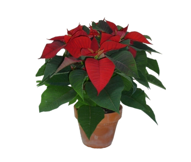 POINSETTIA 5/6BR P TERRE