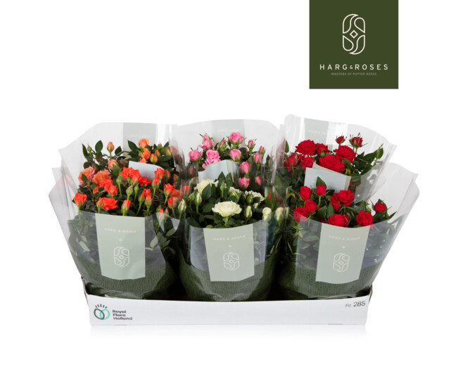 ROSIER KORDANA COUPE