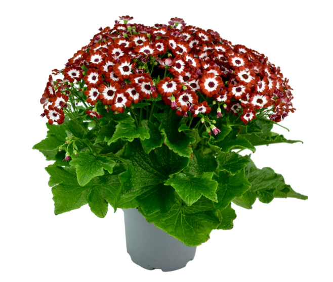 CINERAIRE FLEURI 40/45CM