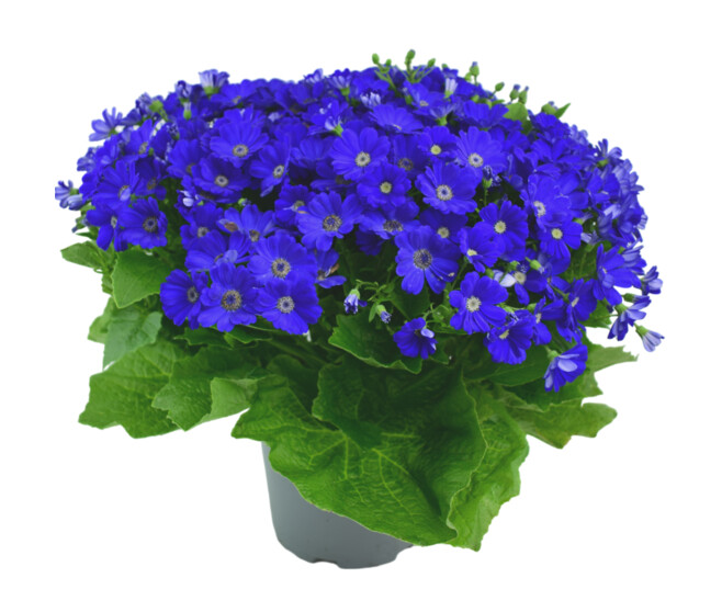 CINERAIRE FLEURI 40/45CM
