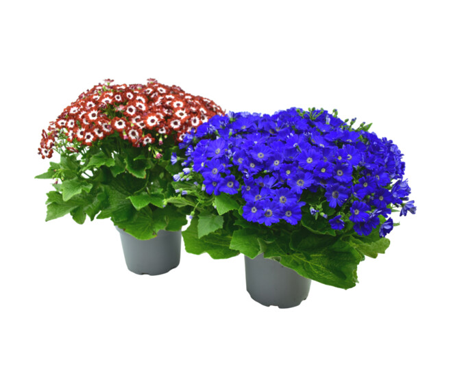 CINERAIRE FLEURI 40/45CM