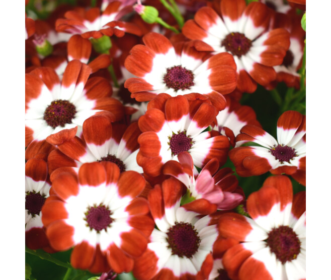 CINERAIRE FLEURI 40/45CM