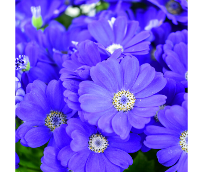 CINERAIRE FLEURI 40/45CM