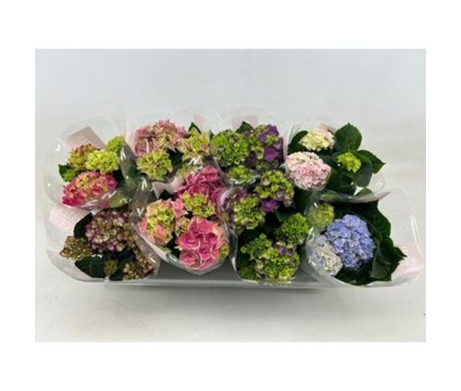 HORTENSIA 3/4FL