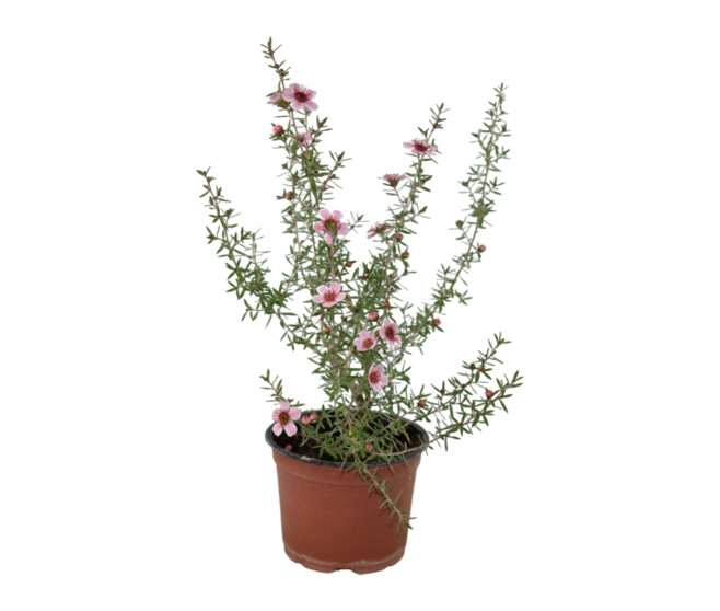 LEPTOSPERMUM