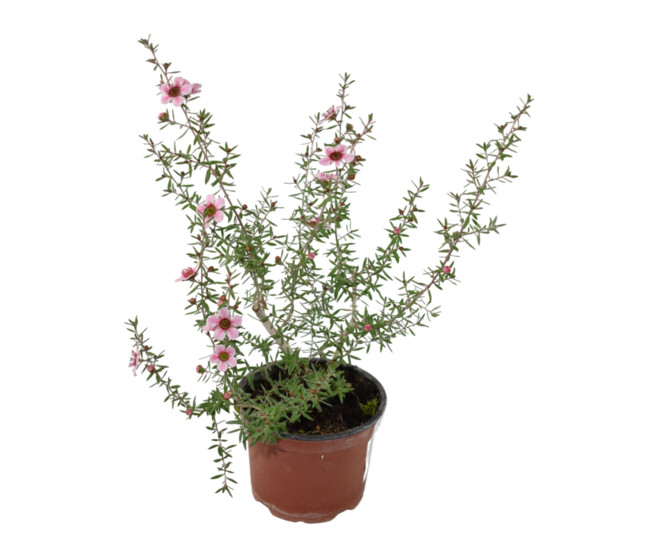 LEPTOSPERMUM