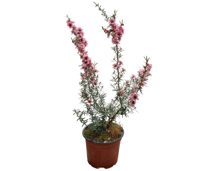 LEPTOSPERMUM