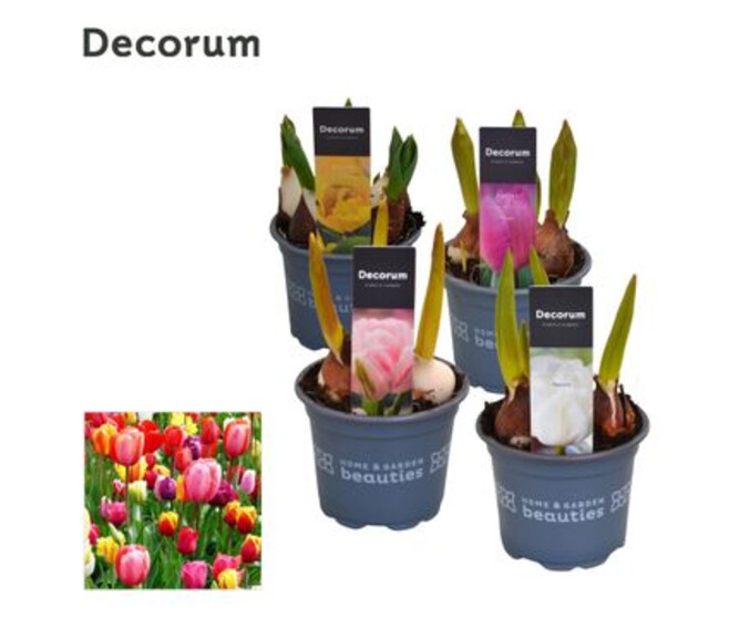 TULIPE