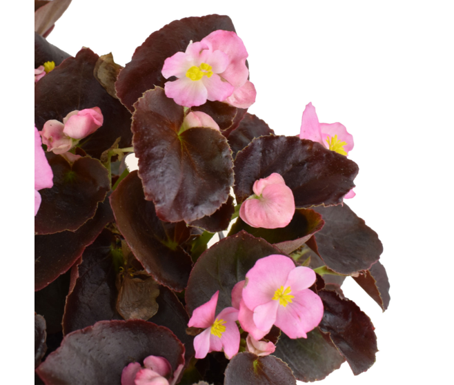 BEGONIA MASSIF BQ10