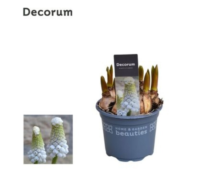 MUSCARI BLANC