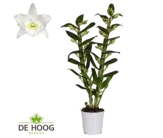 DENDROBIUM 2BR NOBILE BLANC
