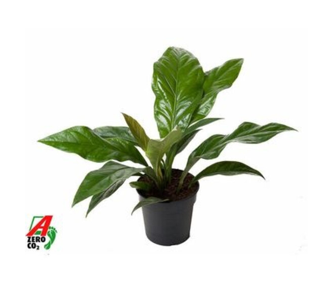 ANTHURIUM ANDREANUM VARIES