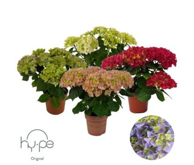 HORTENSIA 5/6FL