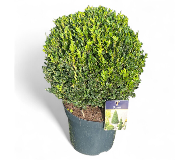 BUXUS BOULE 35CM