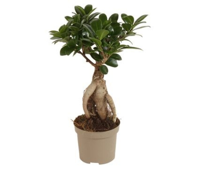 FICUS GINSENG
