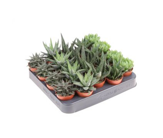ALOE VARIES