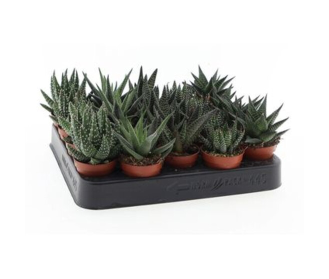 ALOE VARIES