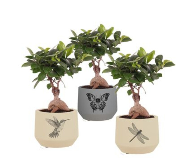 FICUS GINSENG CERAM