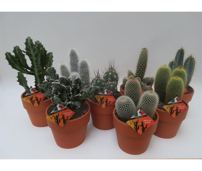 CACTUS VARIES P TERRE