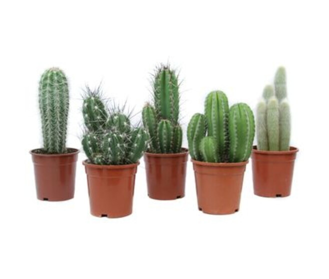 CACTUS VARIES