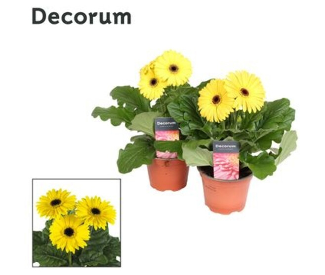 GERBERA JAUNE