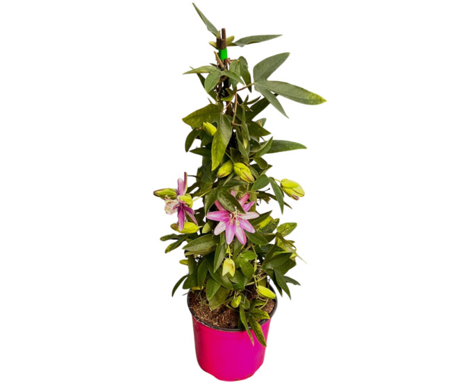 PASSIFLORE PYRAM
