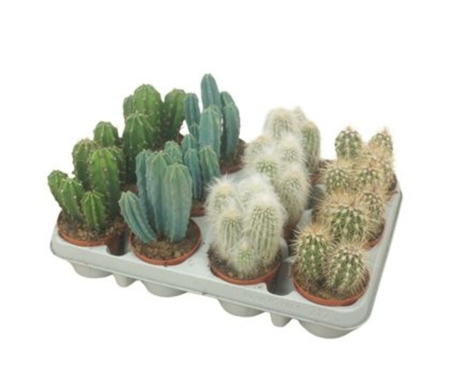CACTUS CEREUS