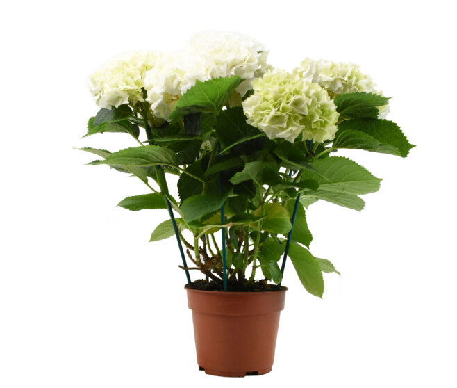 HORTENSIA 7/8FL
