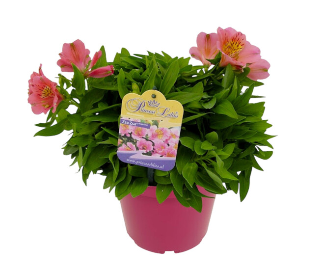ALSTROEMERIA