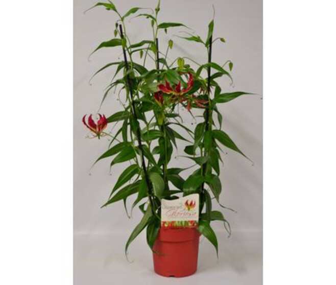 GLORIOSA 3 TUTEURS