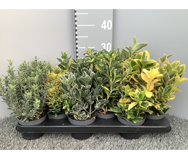 EUONYMUS VARIES