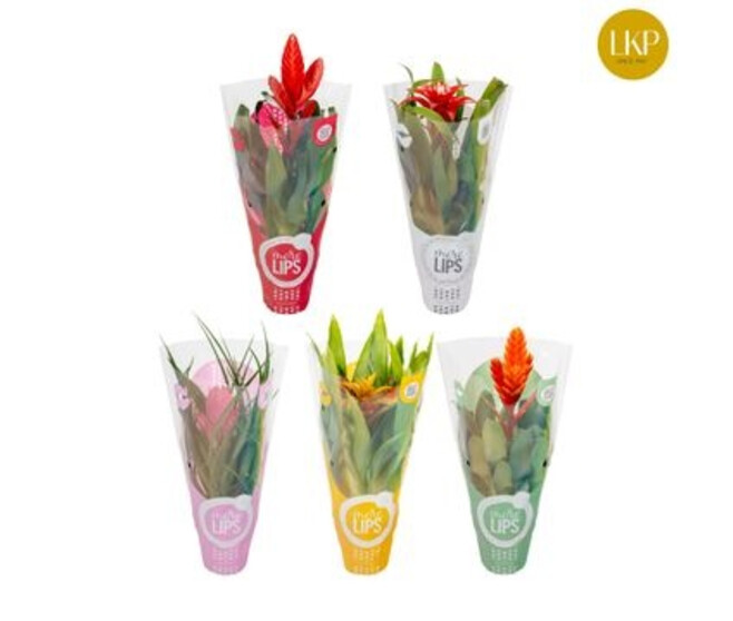 BROMELIACEE VARIES