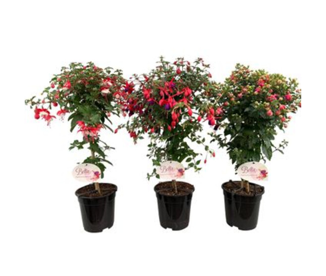 FUCHSIA TIGE