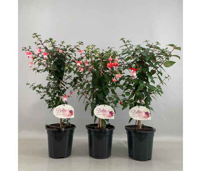 FUCHSIA TIGE