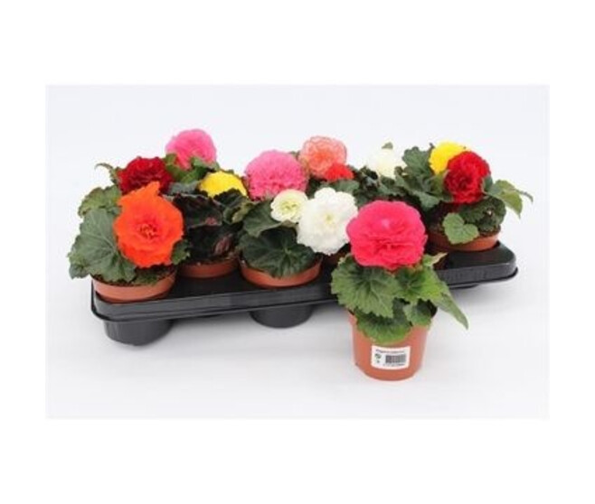 BEGONIA TUBEREUX