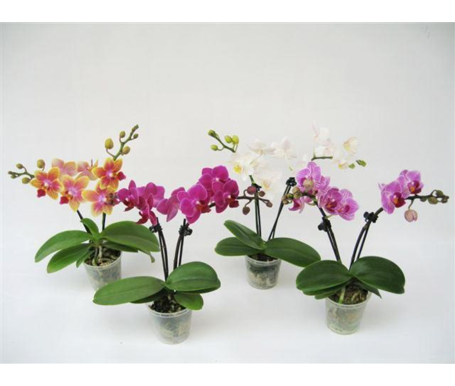 PHALAENOPSIS 2BR