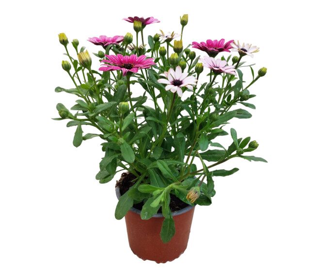 OSTEOSPERMUM