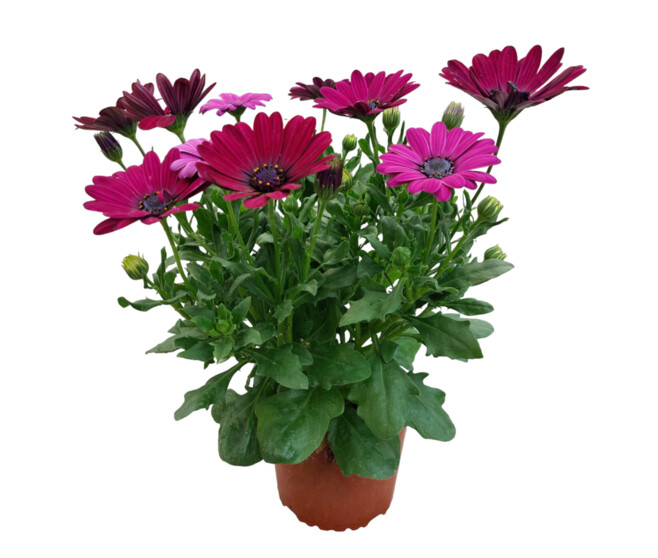 OSTEOSPERMUM