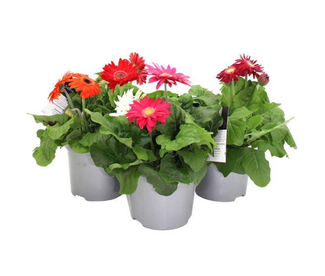 GERBERA