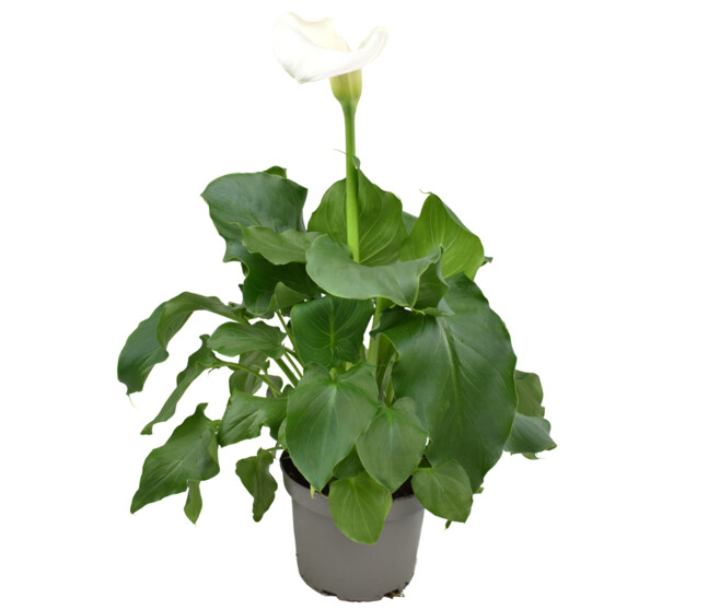 ARUM